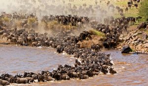 Kenya Safari Tours Holidays